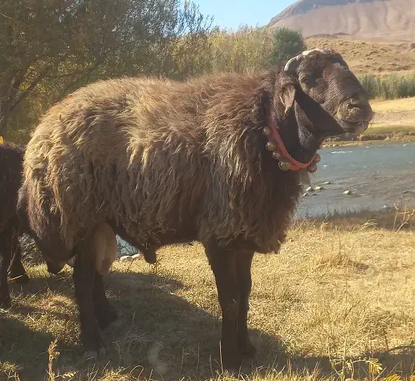 قوچ  میش   بز   بره   سگ|حیوانات مزرعه|چنارود, |دیوار