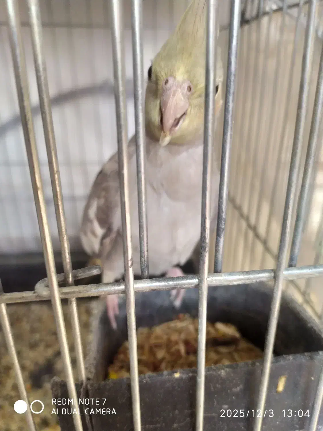 عروس هلند ماده|پرنده|بروجرد, |دیوار