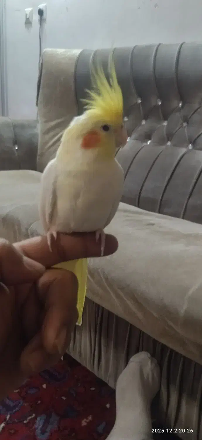 یک عدد عروس هلندی نر سخنگو|پرنده|آذرشهر, |دیوار