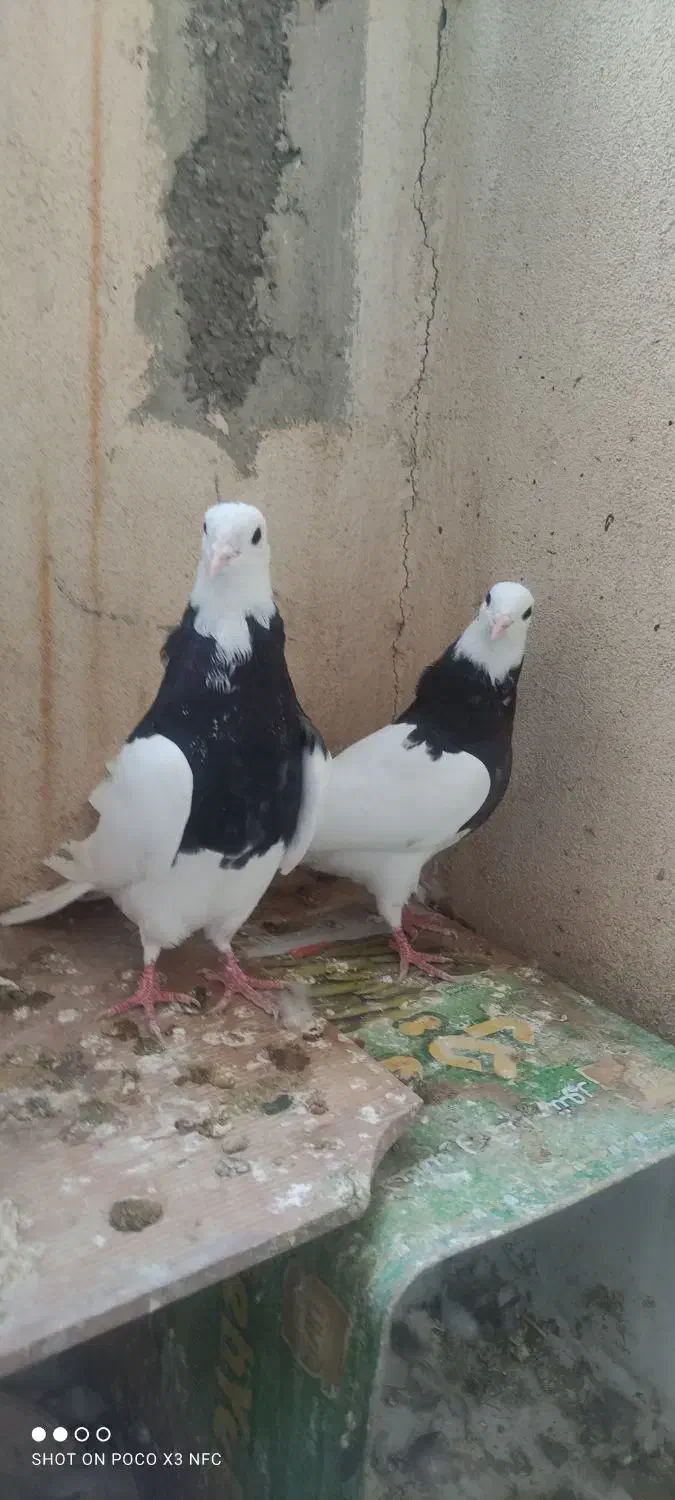 کفتر طوقی|پرنده|صدرا-فارس, فاز ۱|دیوار