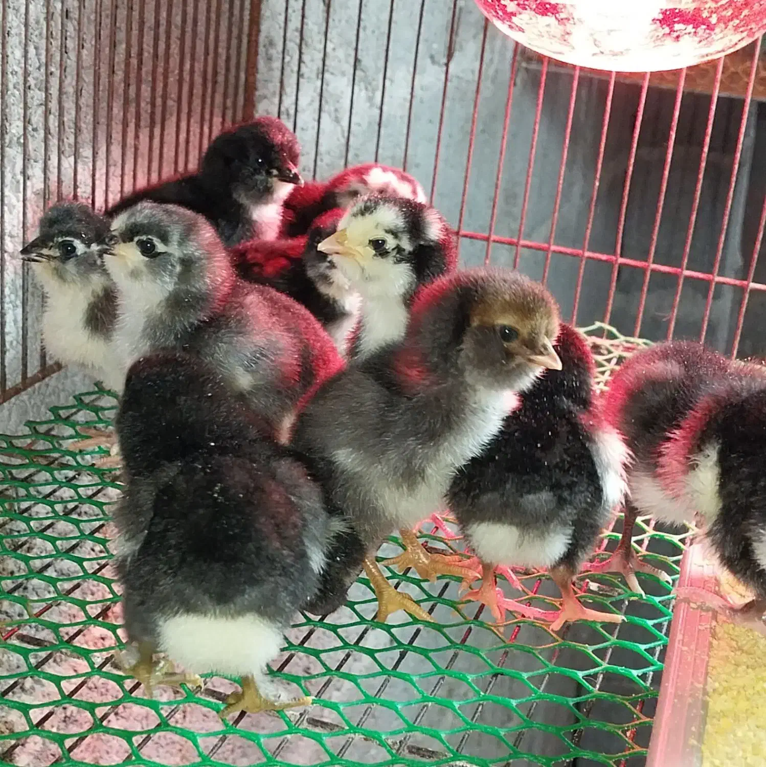 جوجه مرغ و خروس گلین|حیوانات مزرعه|رشت, بوسار|دیوار