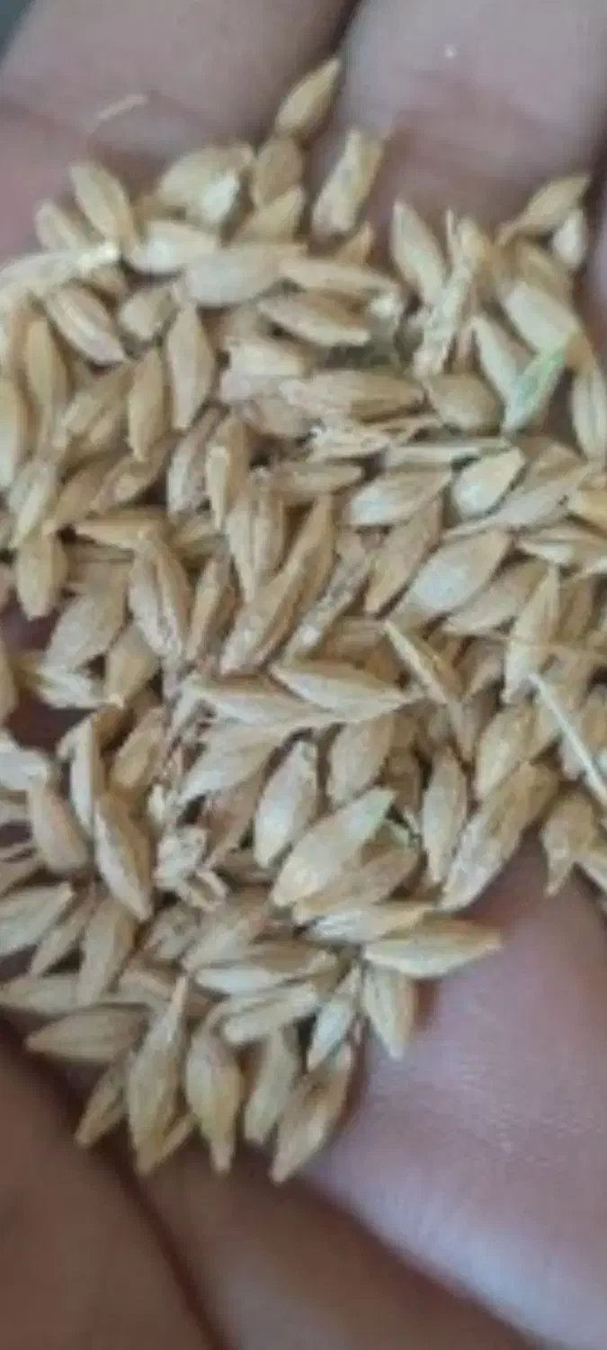 جو محلی ما محصول زمین های خودمون|عمدهفروشی|اهر, |دیوار