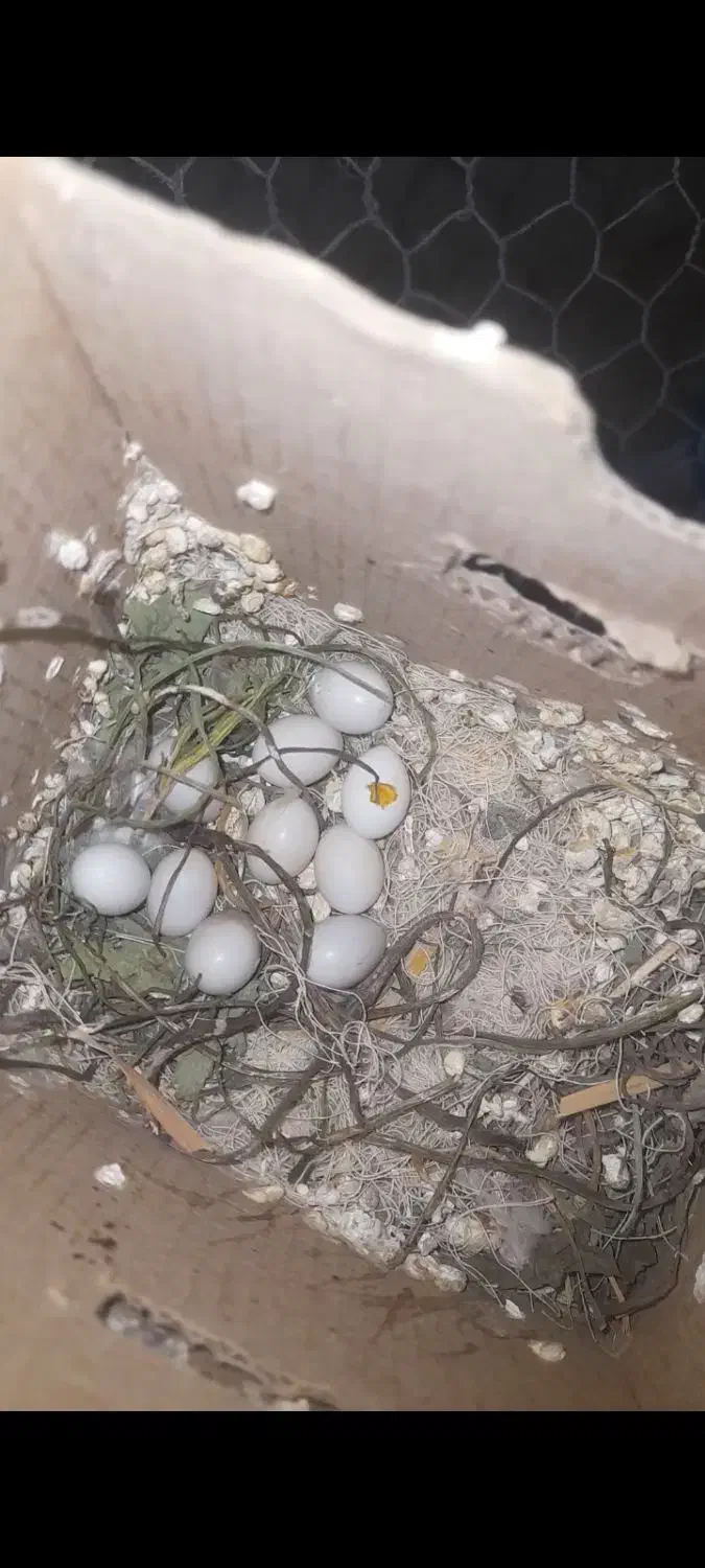 دوجفت فنچ رو تخم|پرنده|بردسکن, |دیوار