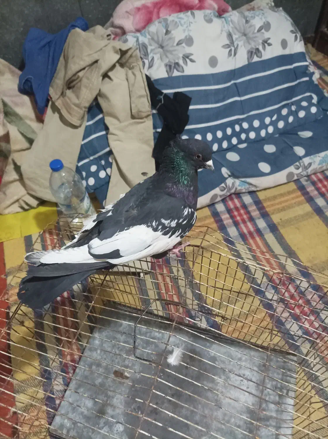 قفس پرنده.کبوتر|پرنده|صدرا-فارس, فاز ۱|دیوار