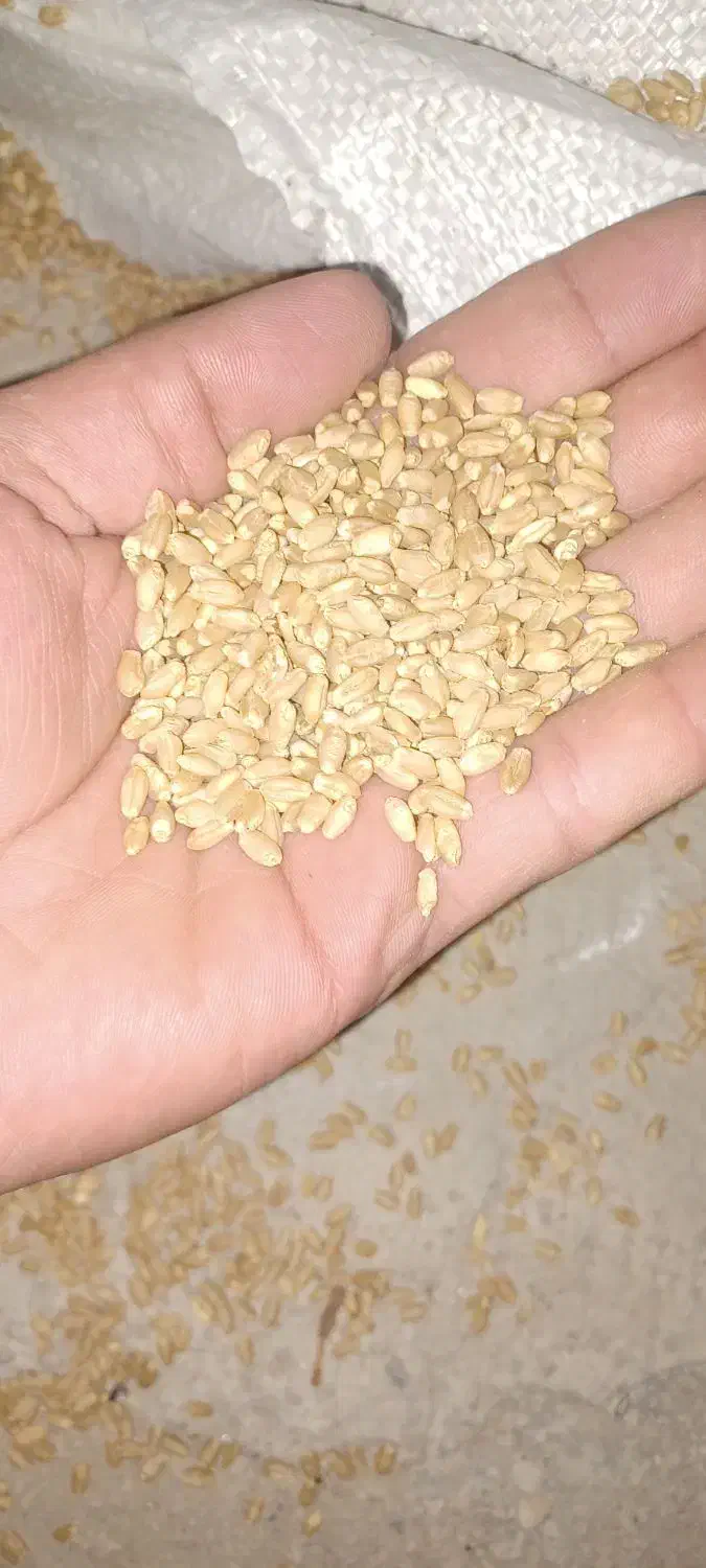 گندم تیمی|گل و گیاه طبیعی|رامهرمز, |دیوار