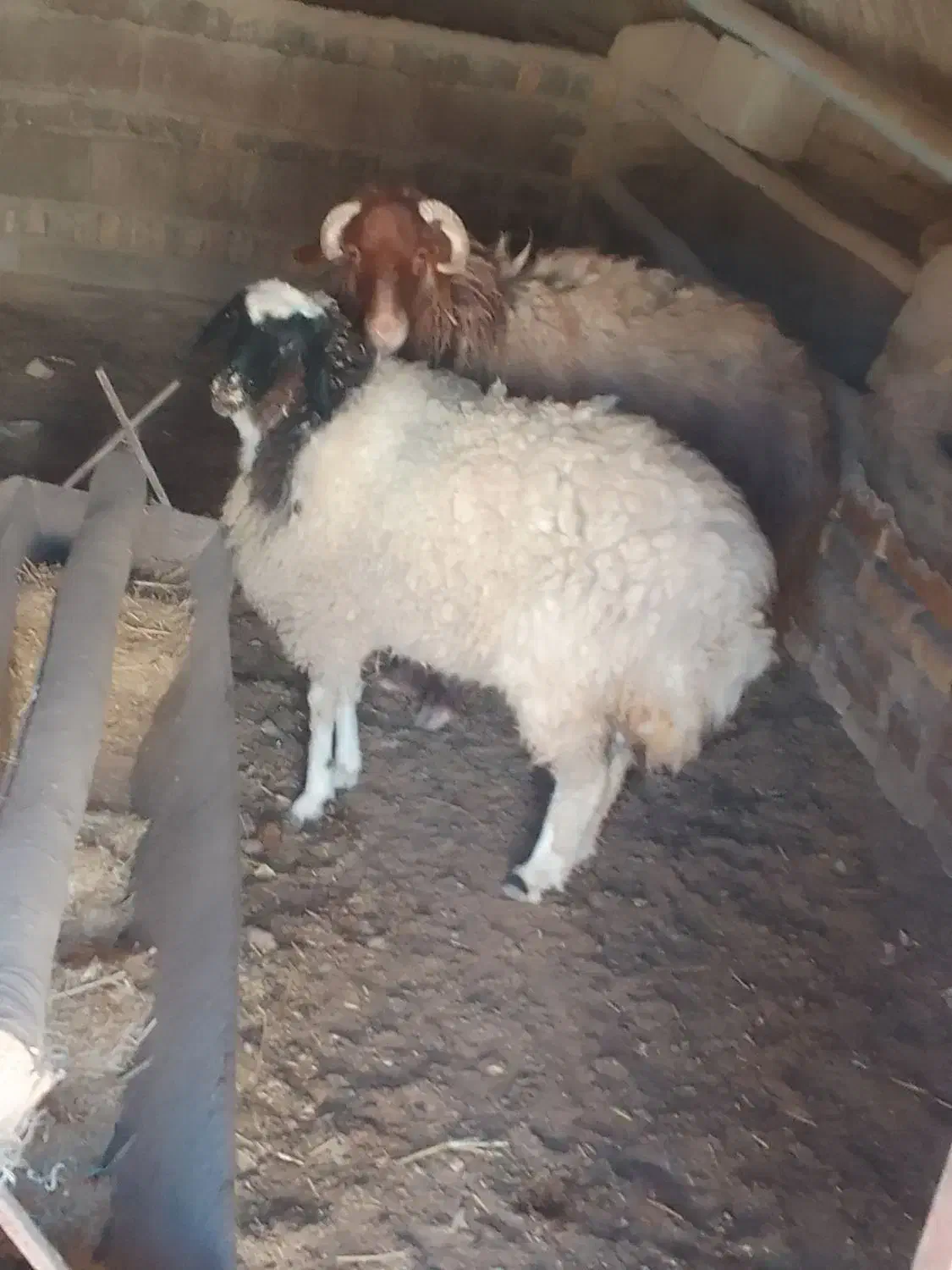 فروش بره|حیوانات مزرعه|دهق, |دیوار