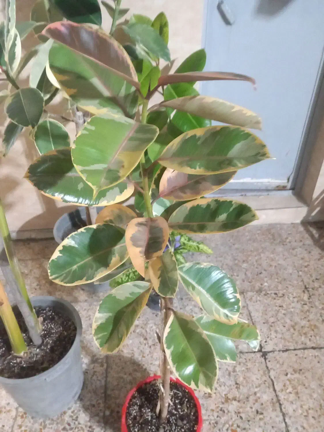 فروش انواع گلهای زینتی واپارتمانی|گل و گیاه طبیعی|اندیمشک, |دیوار