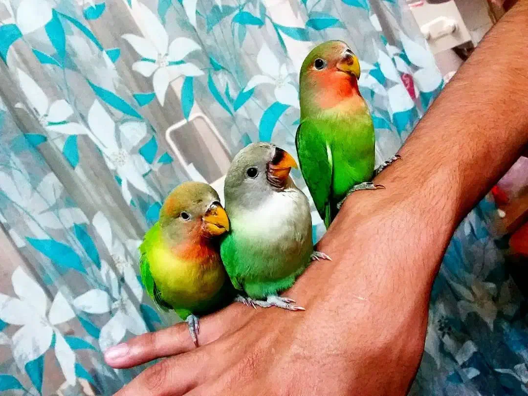 شهر پرندگان کاسکو گیرین سنگال راهب خورشیدی لوری|پرنده|تهران, جیحون|دیوار