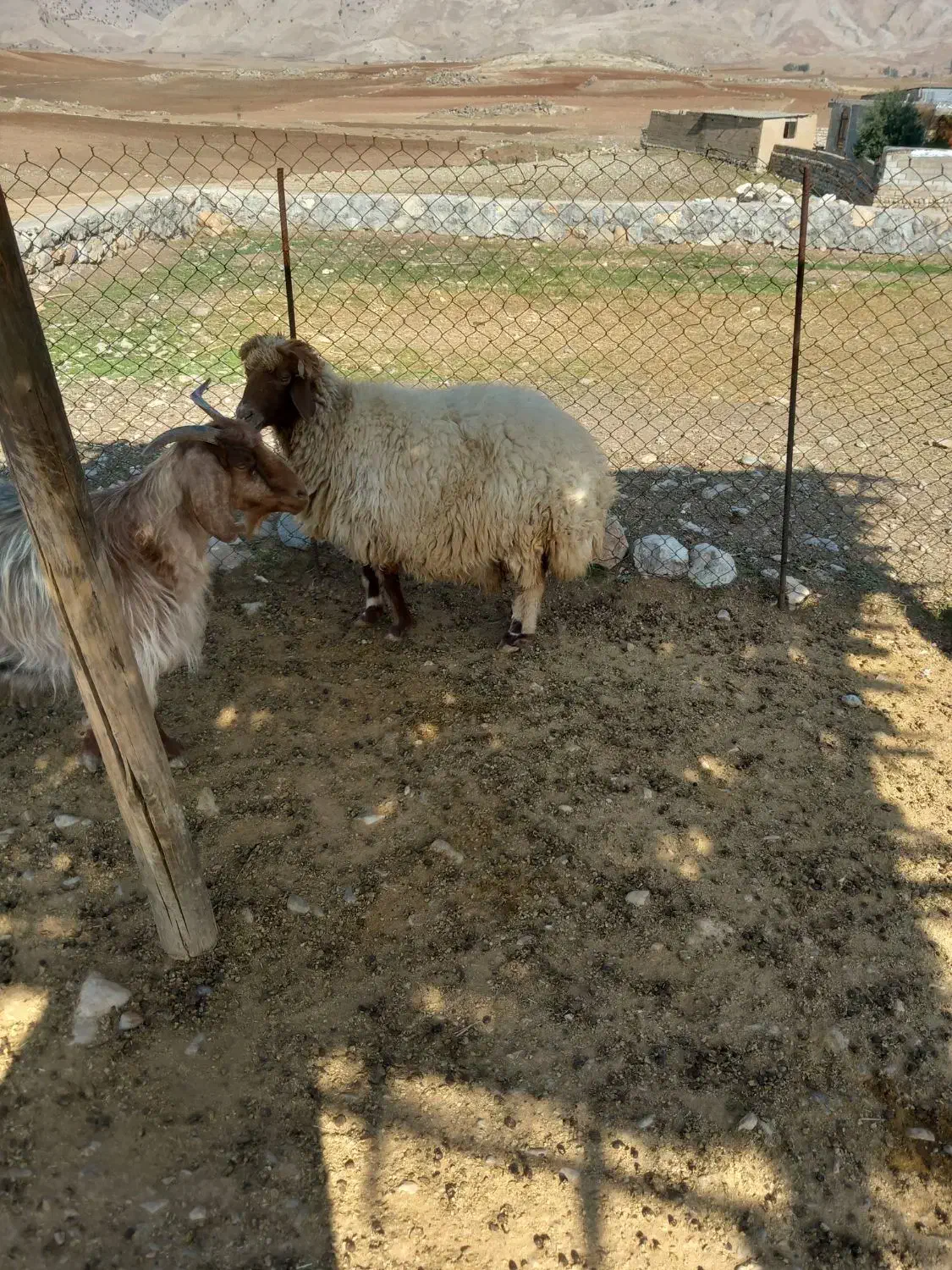 قیمت توافقی|حیوانات مزرعه|آبدانان, |دیوار