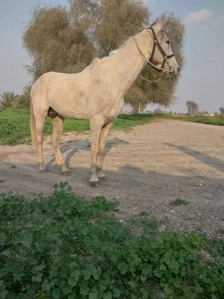 اسب فروشی|اسب و تجهیزات اسب‌سواری|شمیل, |دیوار