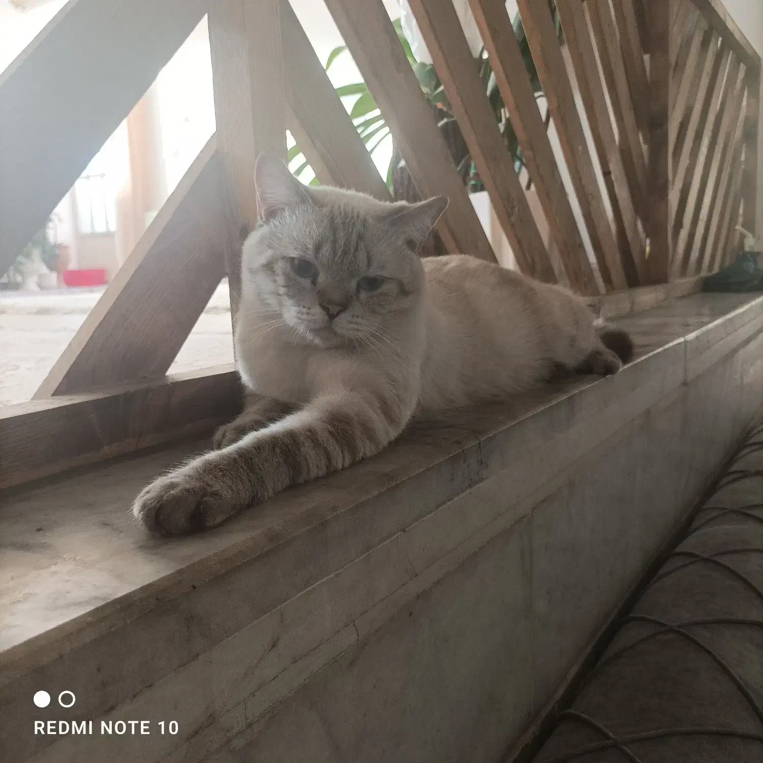 گربه نژاد بریتیش|گربه|یزد, |دیوار