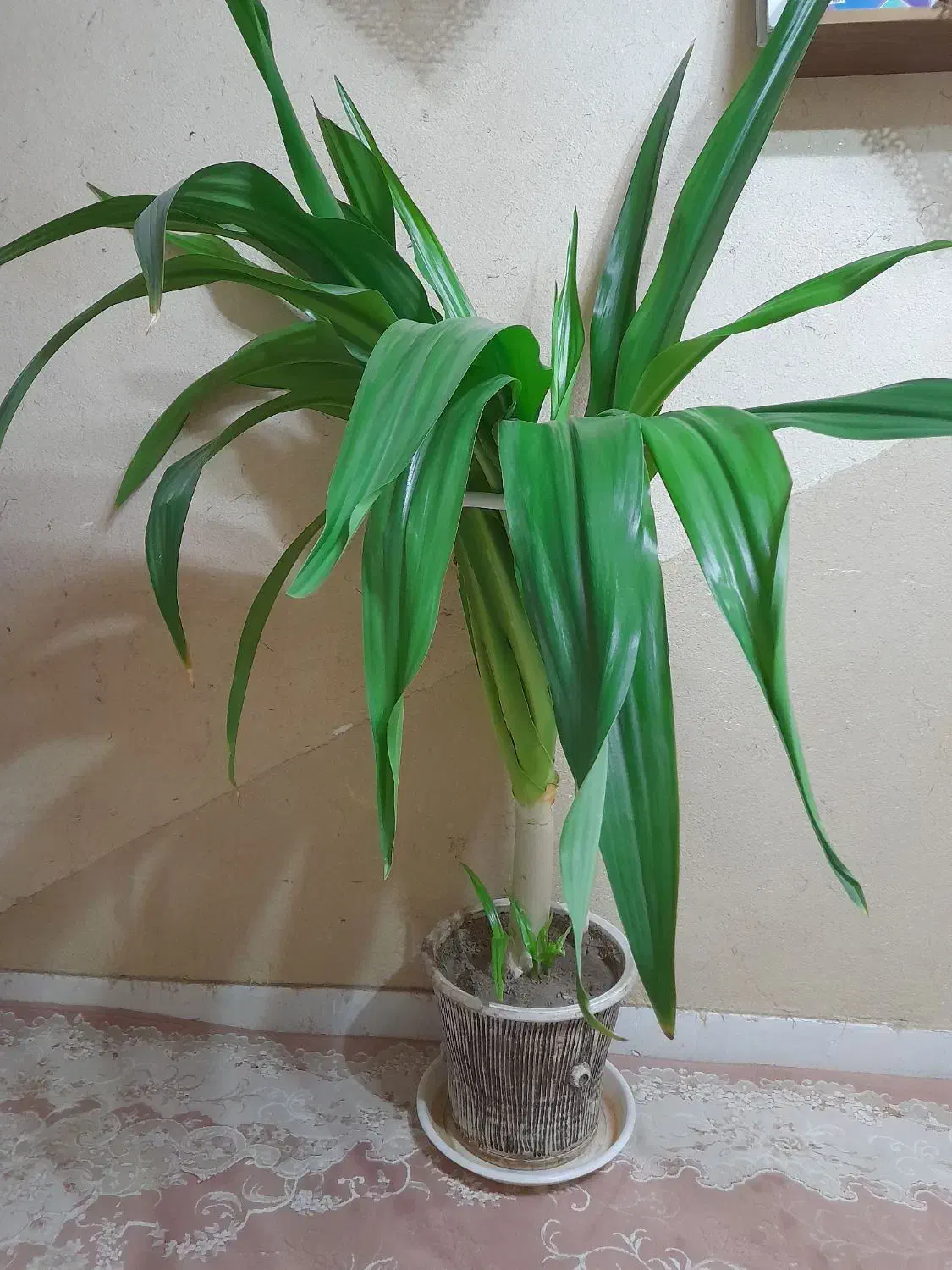 گل اشک ملکه|گل و گیاه طبیعی|شاهین‌شهر, شهرک سایت|دیوار