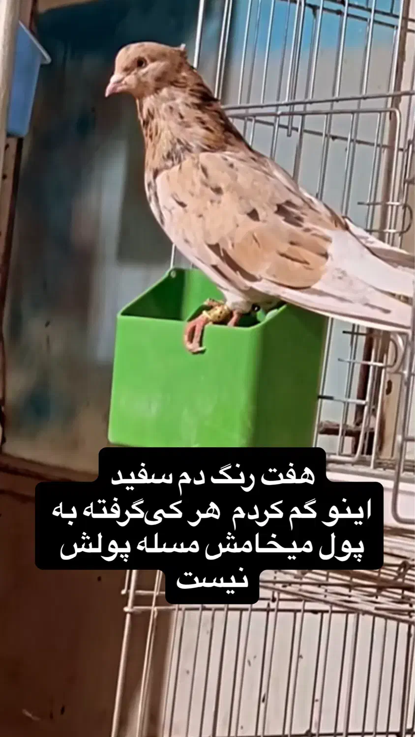 هفت رنگ دم سفید|پرنده|آمل, |دیوار