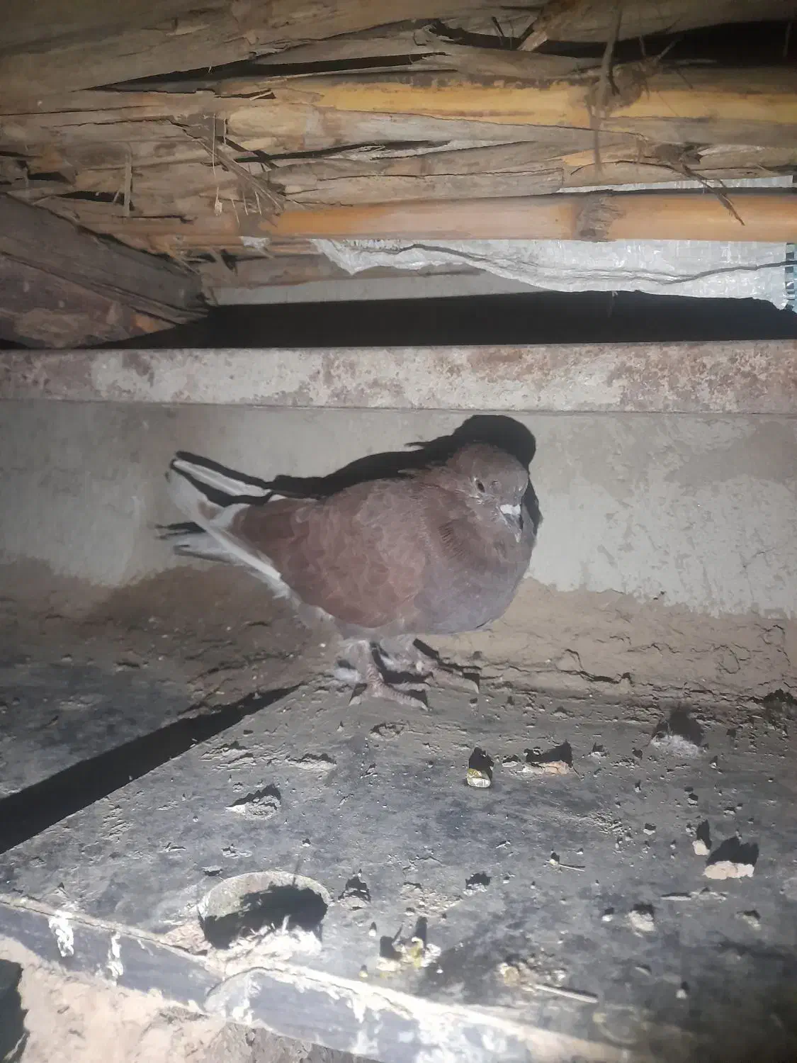 کفترشازده|پرنده|مزرعه کتول, |دیوار