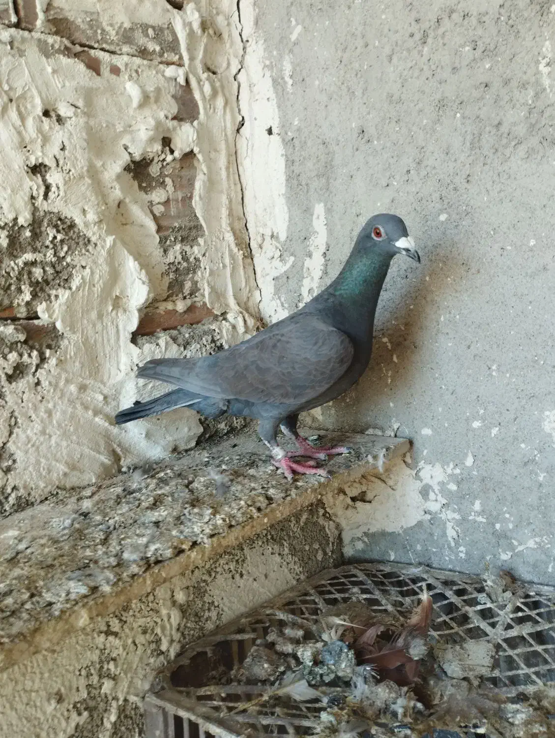 دوبر|پرنده|اردبیل, |دیوار