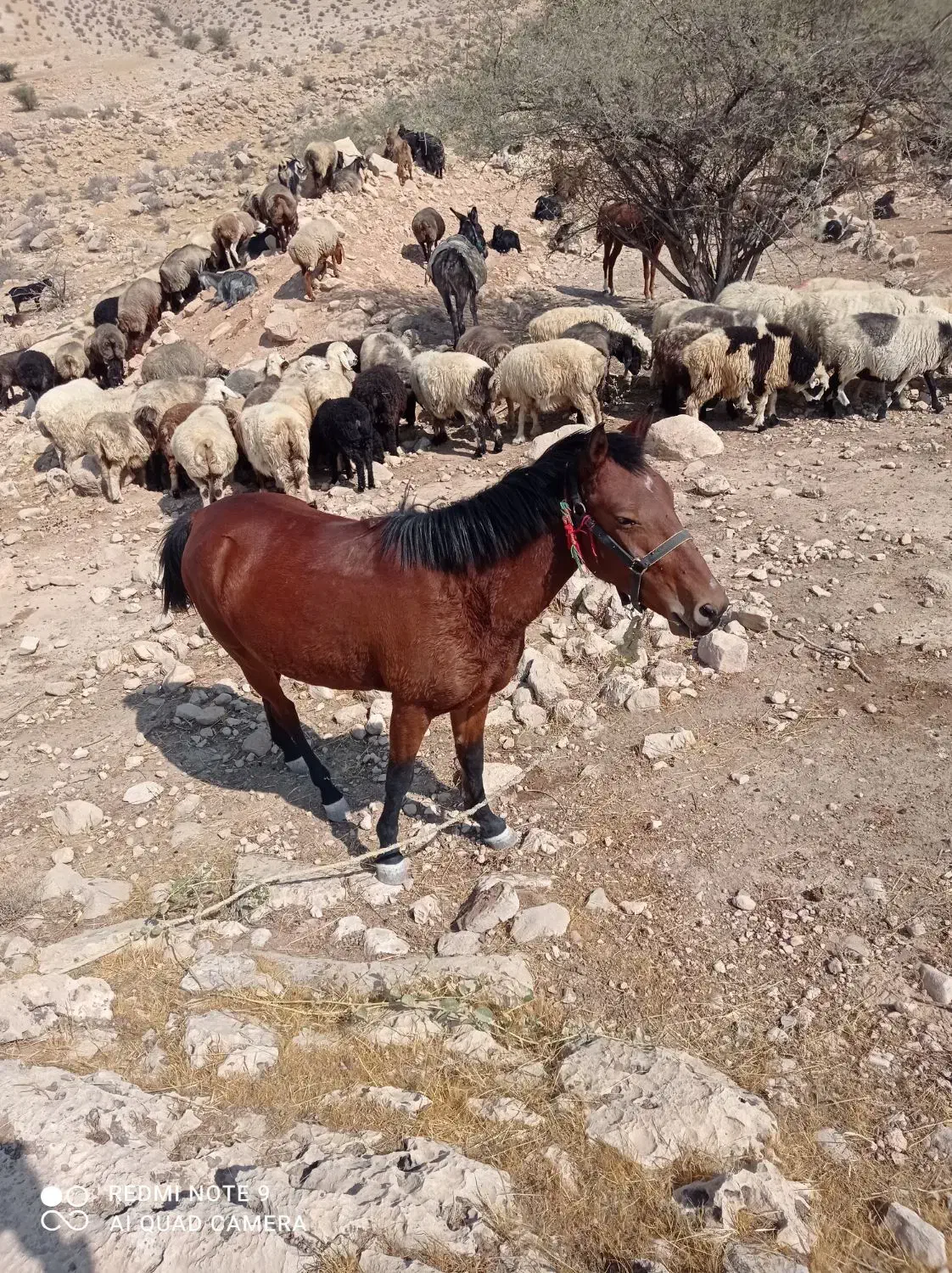 فروش اسب|اسب و تجهیزات اسبسواری|فیروزآباد (فارس), |دیوار