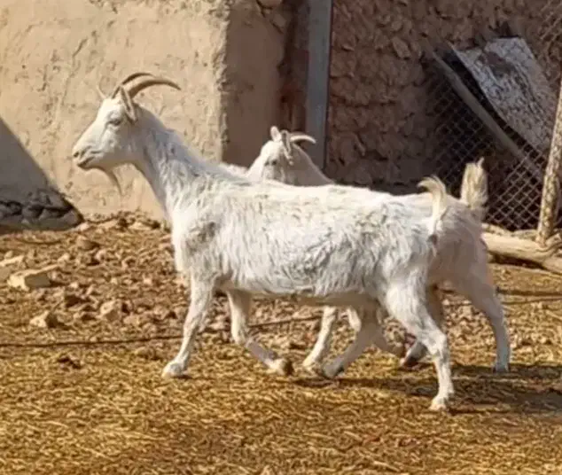 بز سانن|حیوانات مزرعه|شراء, |دیوار