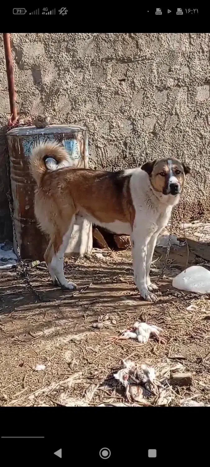 سگ گله ای دورگه|سگ|بوکان, |دیوار