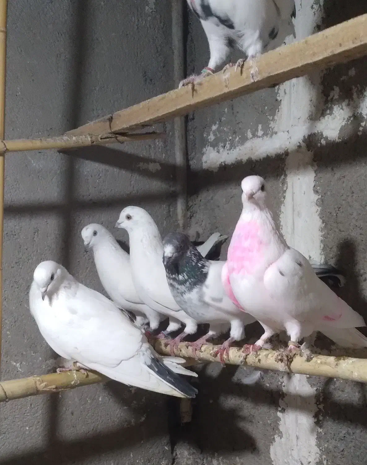 کبوتر|پرنده|گرگان, |دیوار