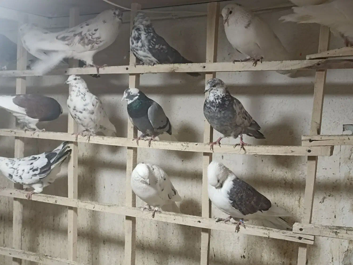 کبوتر بلندپرواز بومهن|پرنده|بومهن, |دیوار