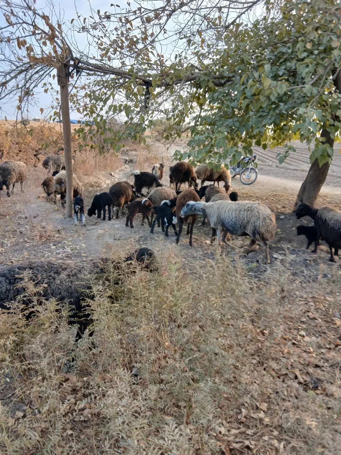 ۱۷راس میش ۴عدد آبستن باقی زاییده جفتی ۳۸ میلیون|حیوانات مزرعه|جوادآباد, |دیوار