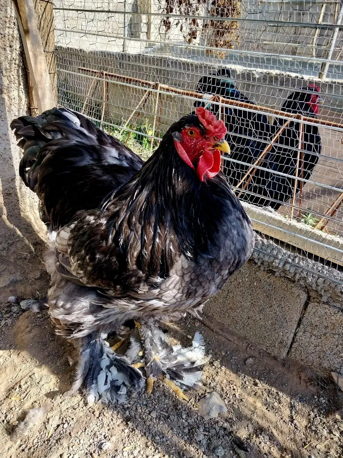 خروس برهما بلک|حیوانات مزرعه|اردبیل, |دیوار