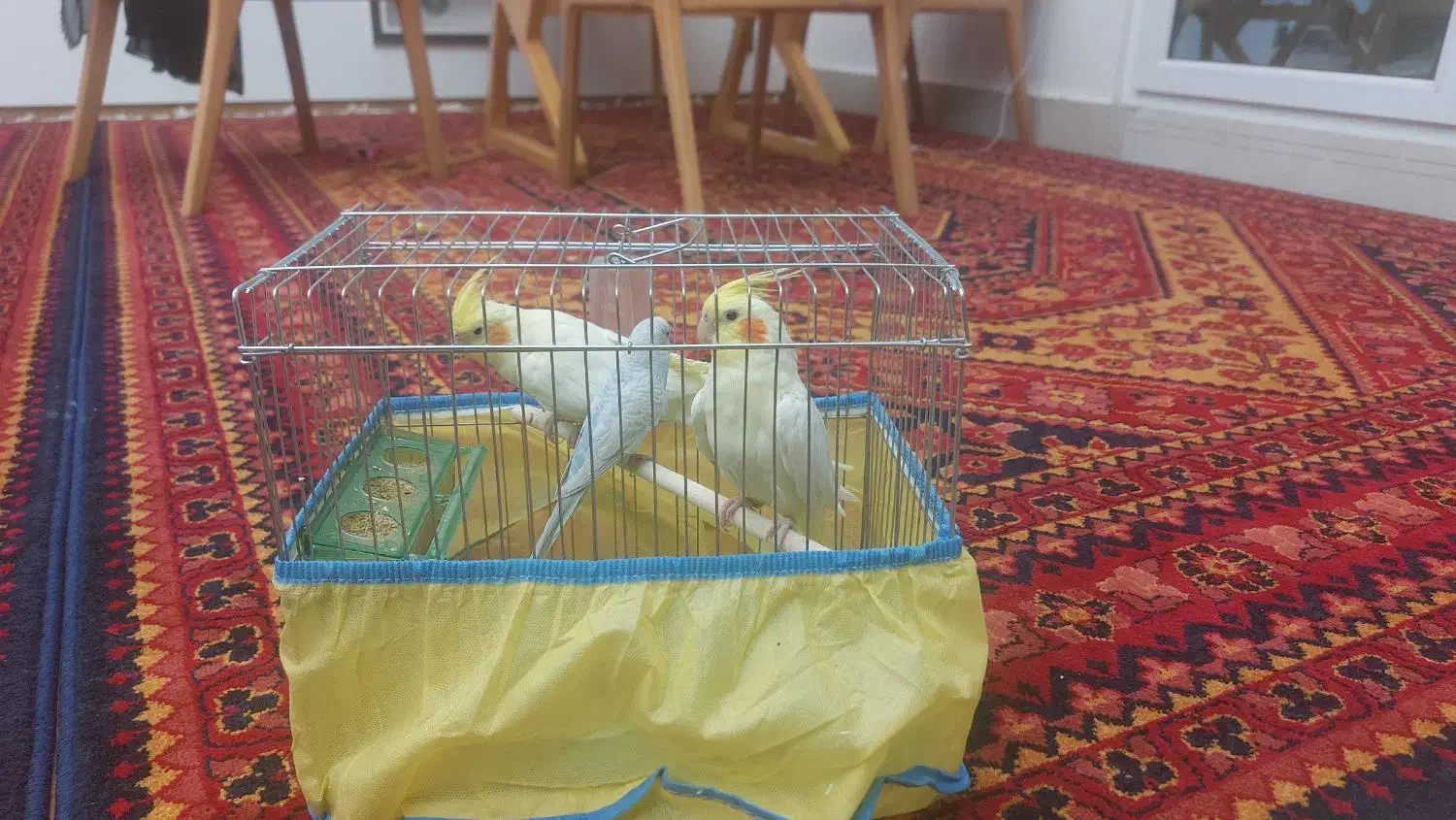 فروش دو عدد عروس هلندی و یه مرغ عشق و قفس|پرنده|یاسوج, |دیوار