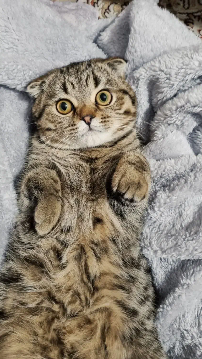 گربه اسکاتیش|گربه|سبزوار, قصبه اب یمین|دیوار