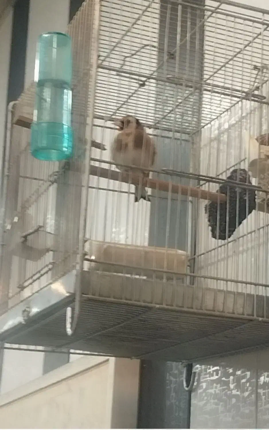 سهره نر|پرنده|شهریار, شهریار|دیوار