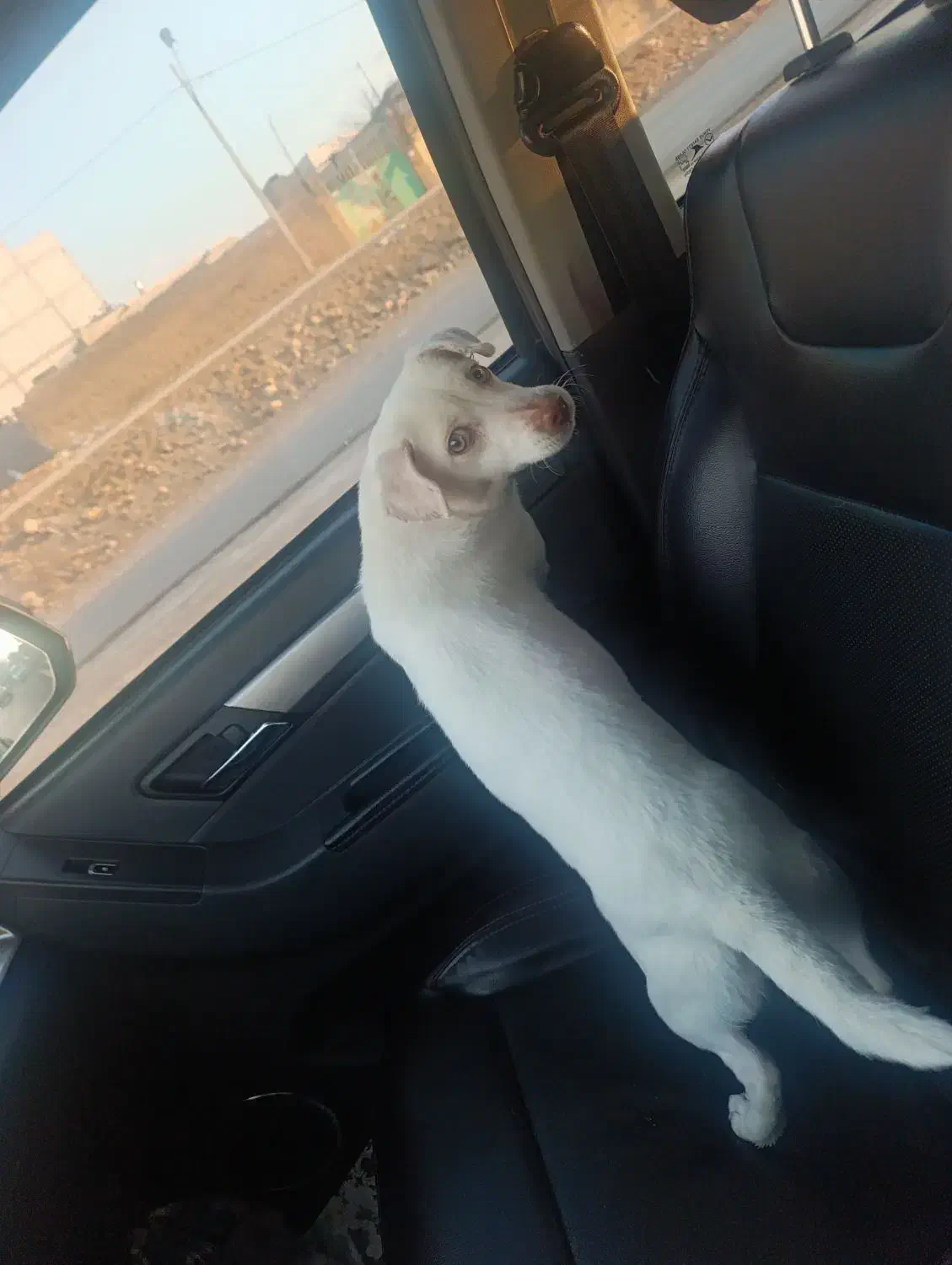 سگ اشپیتز پا کوتاه|سگ|بجنورد, |دیوار