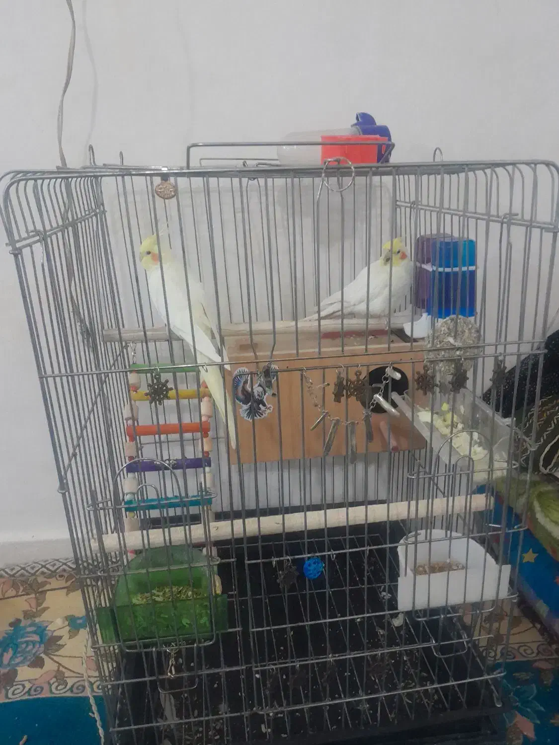 عروس هلندی مولد|پرنده|همدان, |دیوار