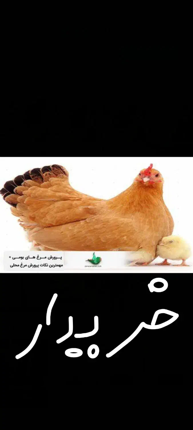 مرغ|حیوانات مزرعه|سمنان, |دیوار