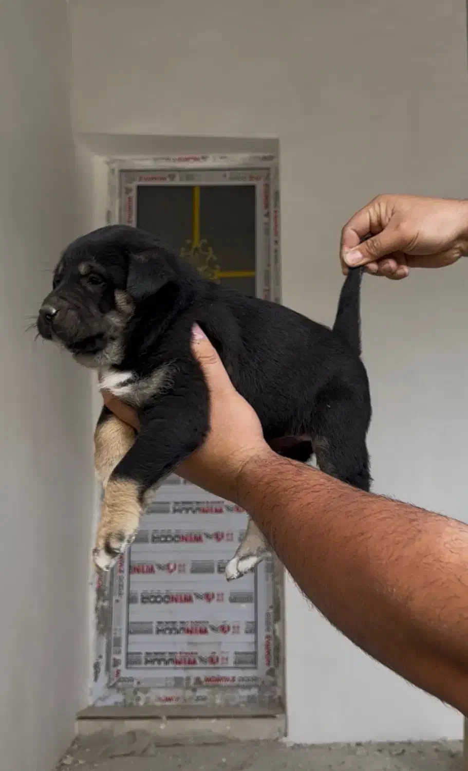 سگ پژدر|سگ|کرج, کمالشهر|دیوار