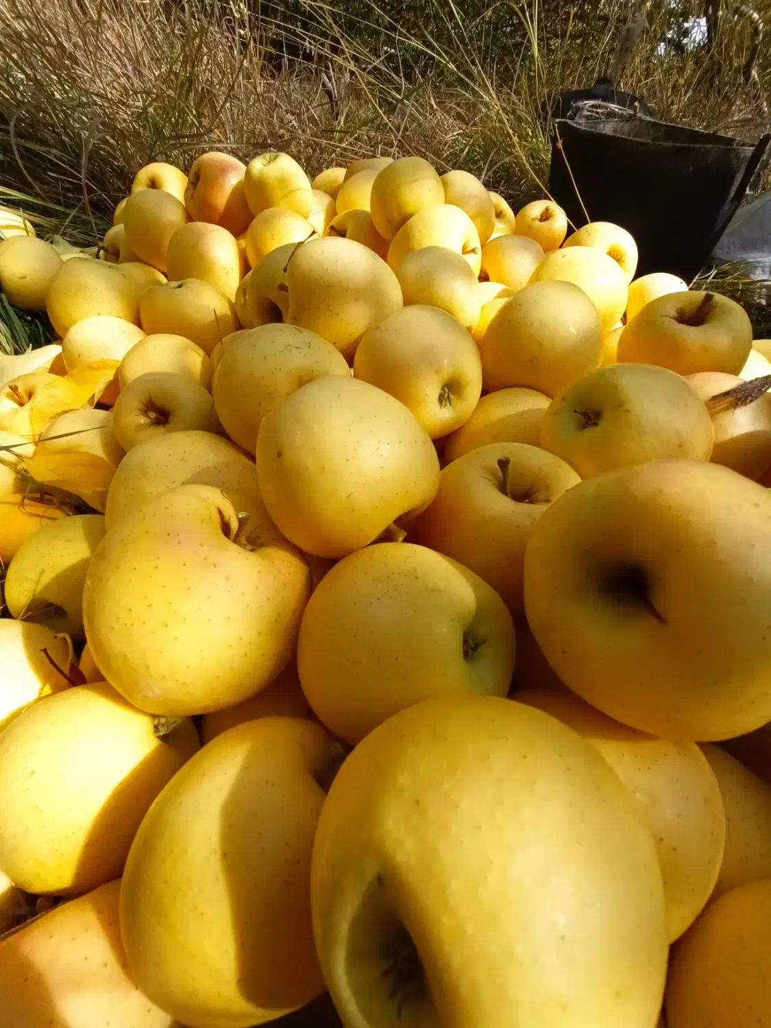 فروش سیب درجه یک لهدراز با بهترین کیفیت و قیمت|خوردنی و آشامیدنی|گندمان, |دیوار