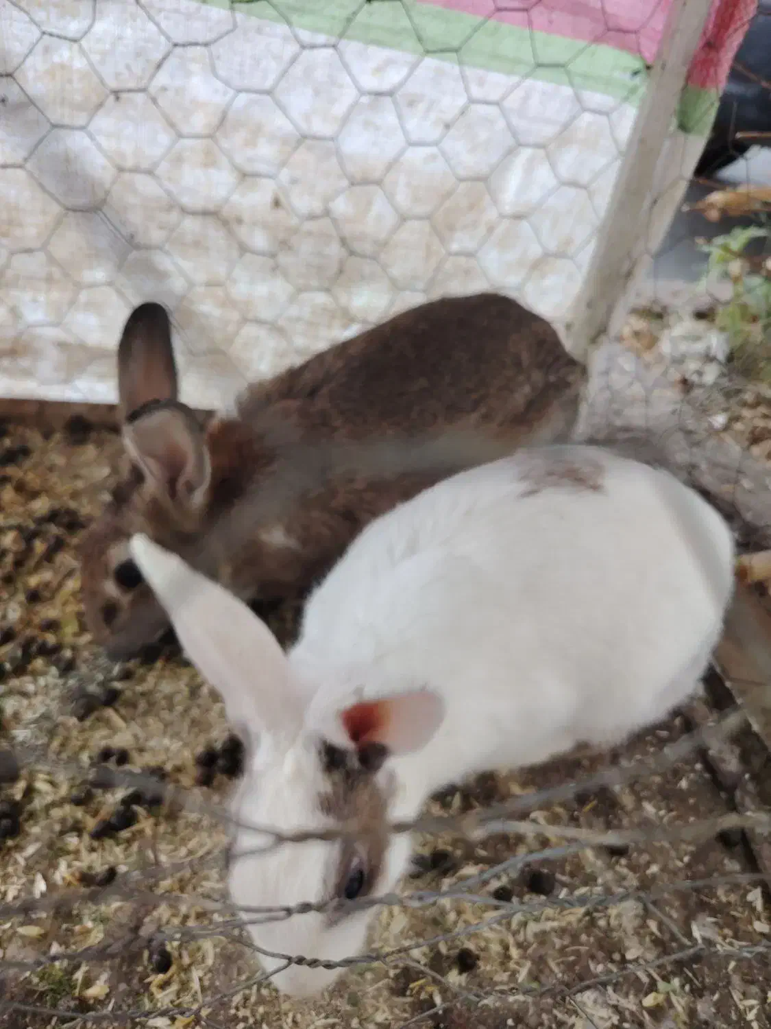 خرگوش بالغ نر|موش و خرگوش|زاهدان, |دیوار