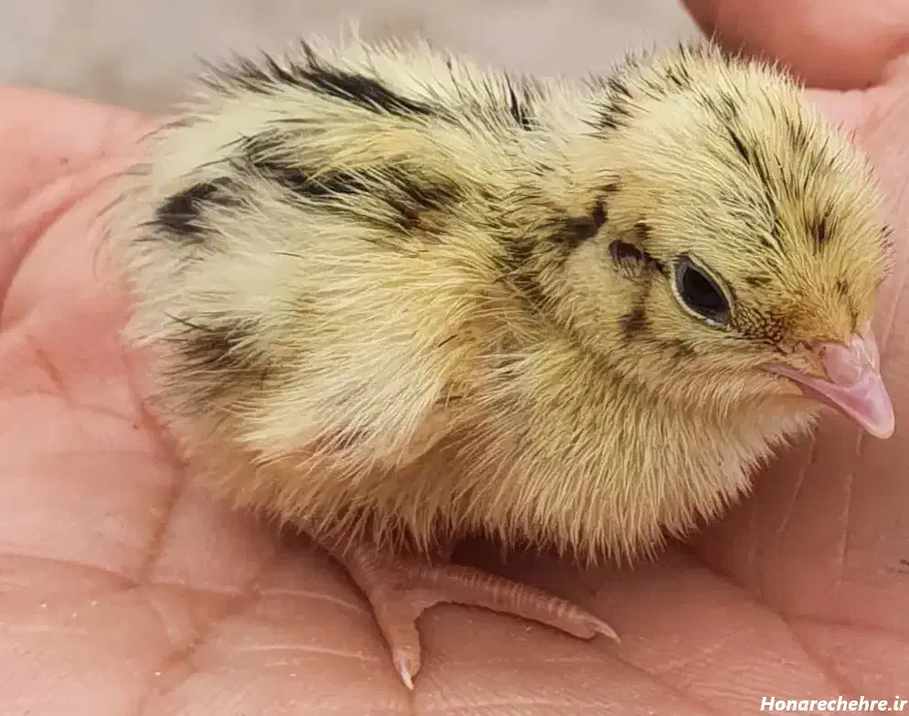 ۱۷۰ عدد جوجه بلدرچین ۱۶ روزه معاوضه هم در خدمتم|حیوانات مزرعه|کوهدشت, |دیوار