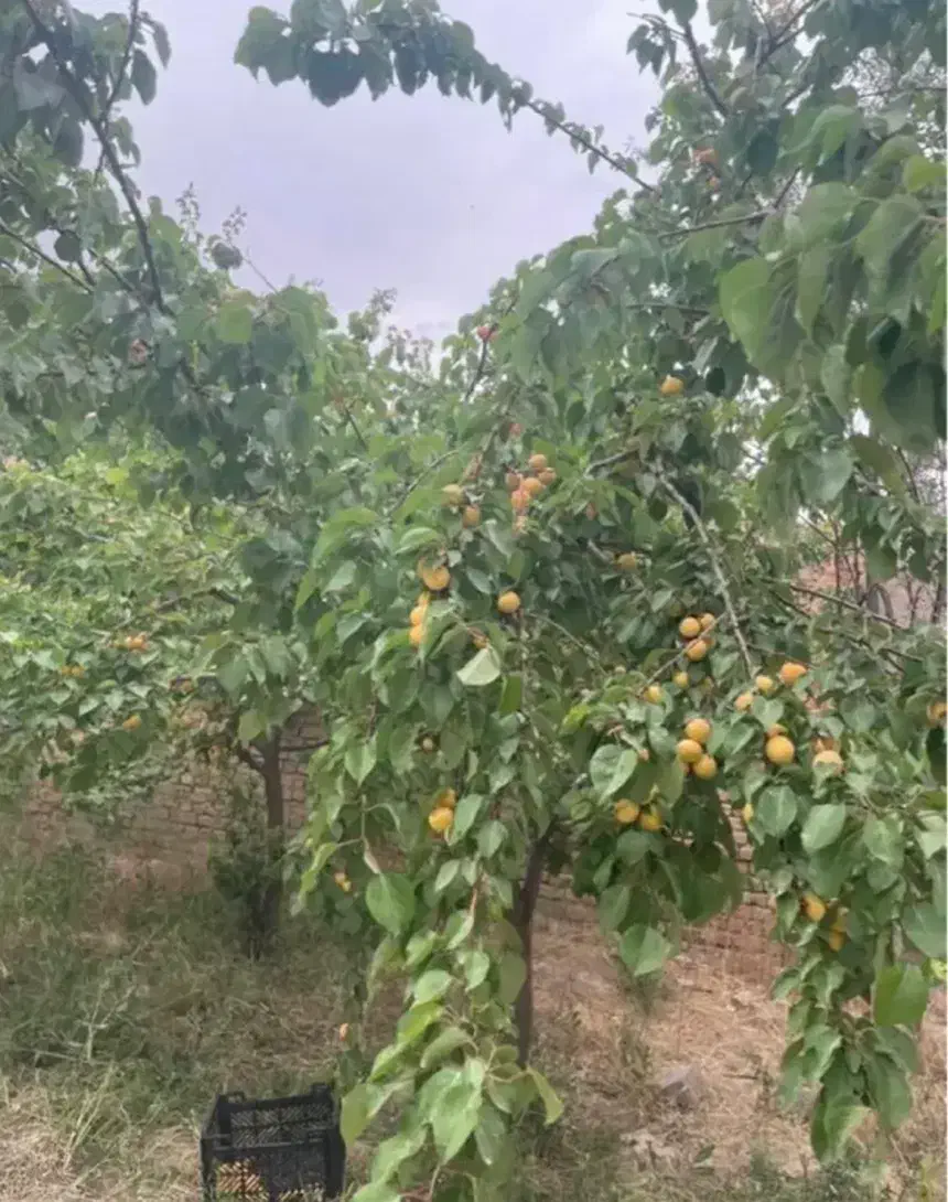 باغ ویلا معین آباد|فروش خانه و ویلا|مشهد, کلاکوب|دیوار