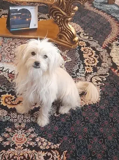 سگ  ماده|سگ|سنندج, |دیوار