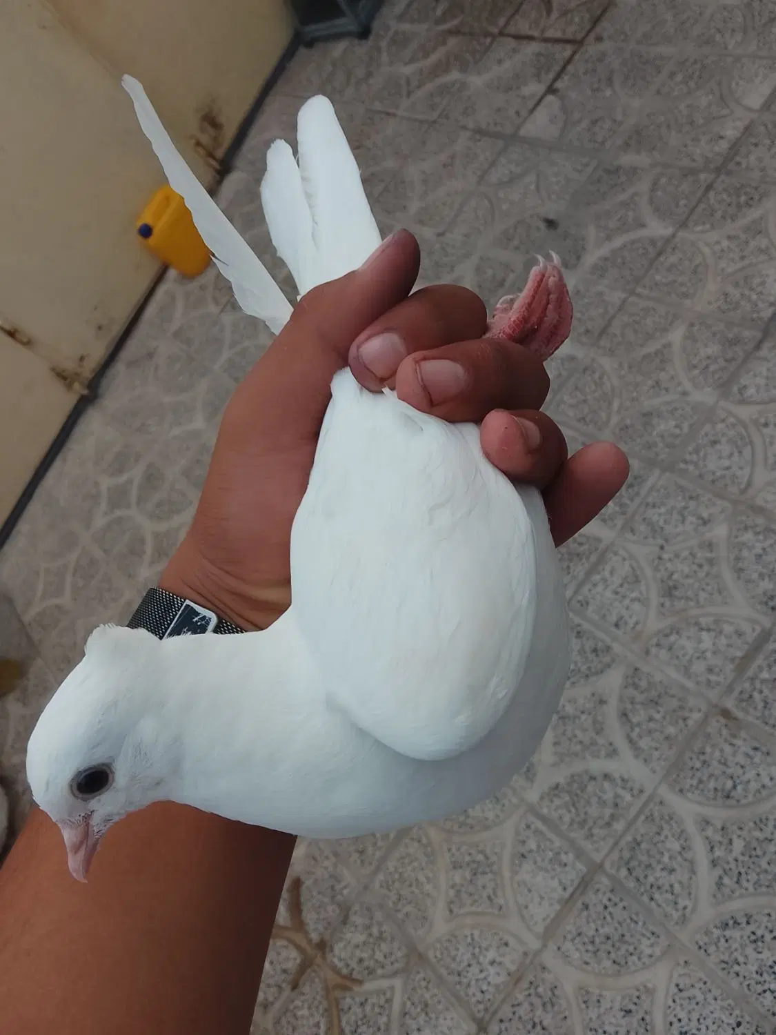 کبوتر|پرنده|کوهدشت, |دیوار