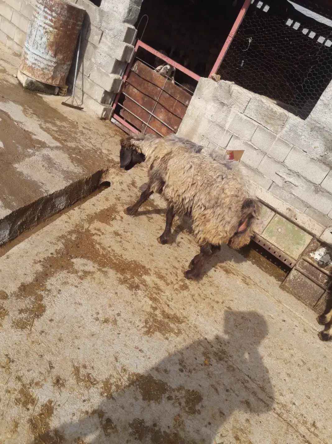 شیشک چاق حوشک|حیوانات مزرعه|اردل, |دیوار