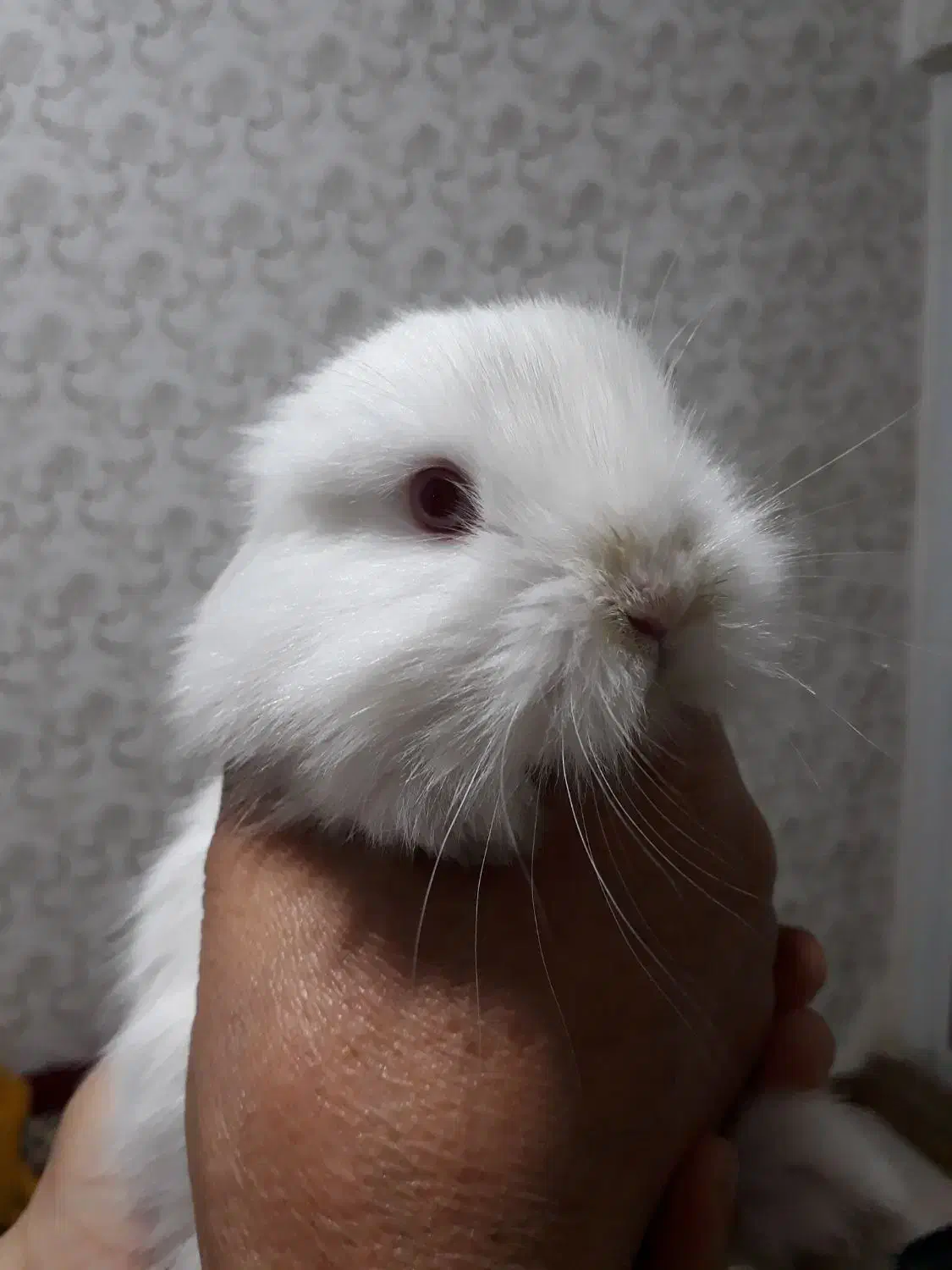 خرگوش نژاد دار|موش و خرگوش|قرچک, میرزائی شمالی|دیوار