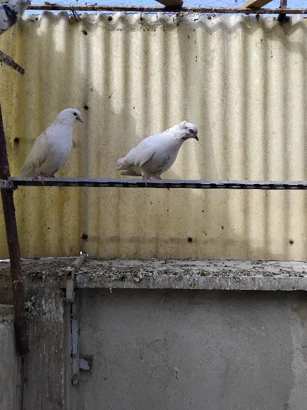 کفتر|پرنده|پاکدشت, پاکدشت (مامازند)|دیوار