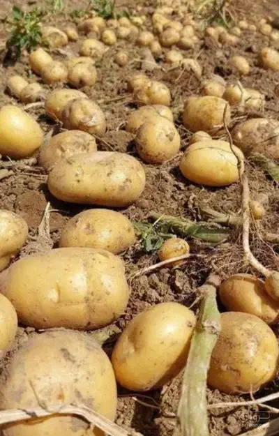 سیب زمینی بزری جیلی|عمده‌فروشی|همدان, |دیوار