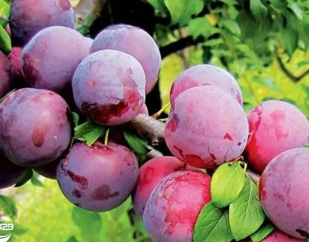 پیش فروش نهال الو شابلون دوساله|خدمات باغبانی و درختکاری|اسیر, |دیوار