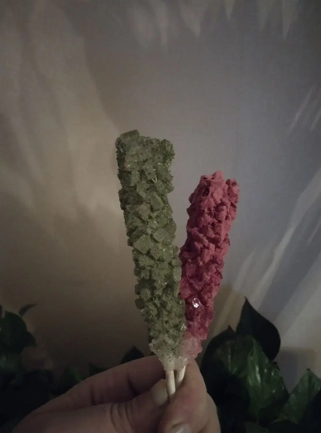 شاخه نبات دمنوشی|خوردنی و آشامیدنی|قرچک, شهرک طلائیه|دیوار