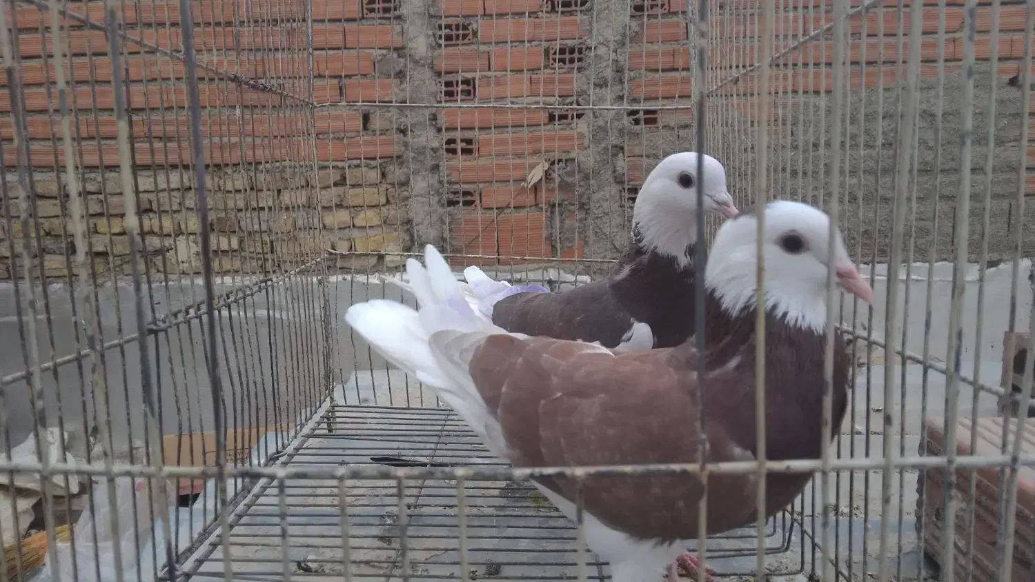 کبوتر حدود۳۰تا یجا کبوترا فوق العاده هستن|پرنده|بومهن, |دیوار