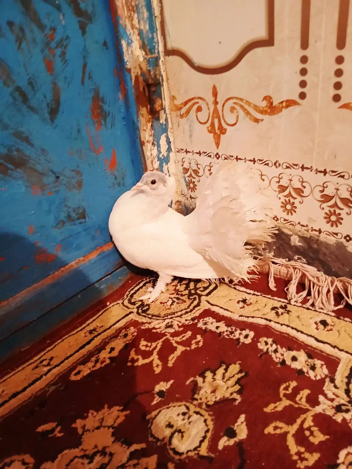 1300|پرنده|دهدشت, |دیوار