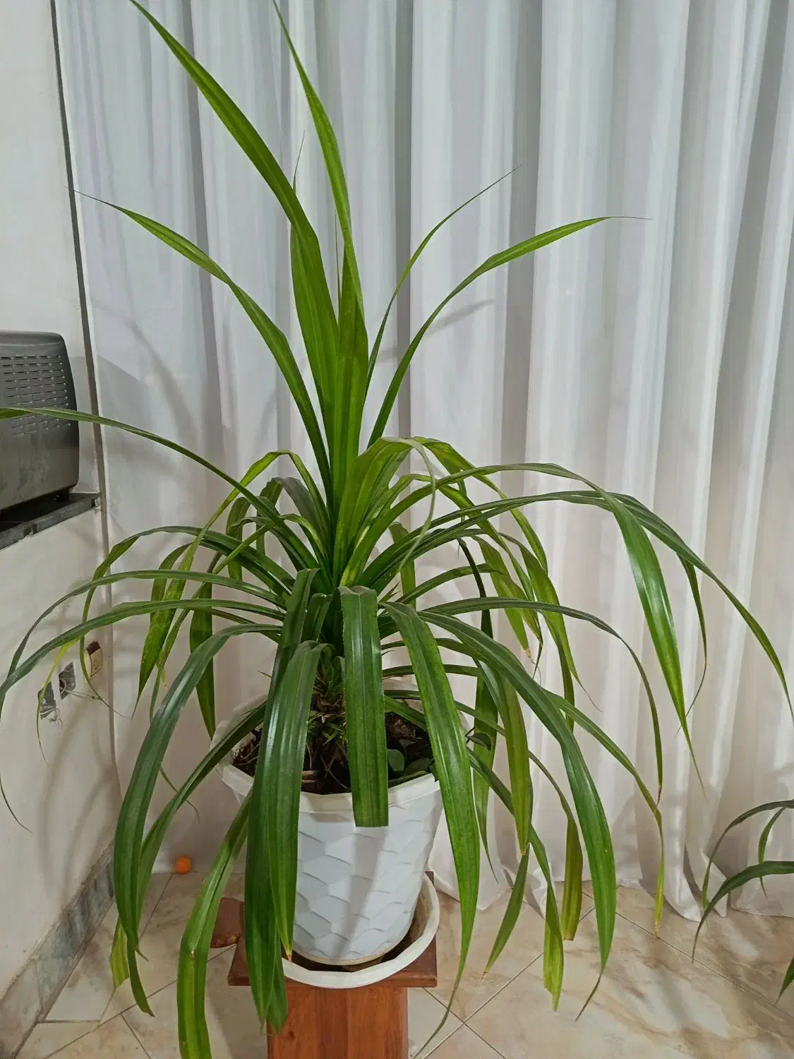 گل پاندانوس خیلی بزرگ و غول پیکر|گل و گیاه طبیعی|نیشابور, امام|دیوار