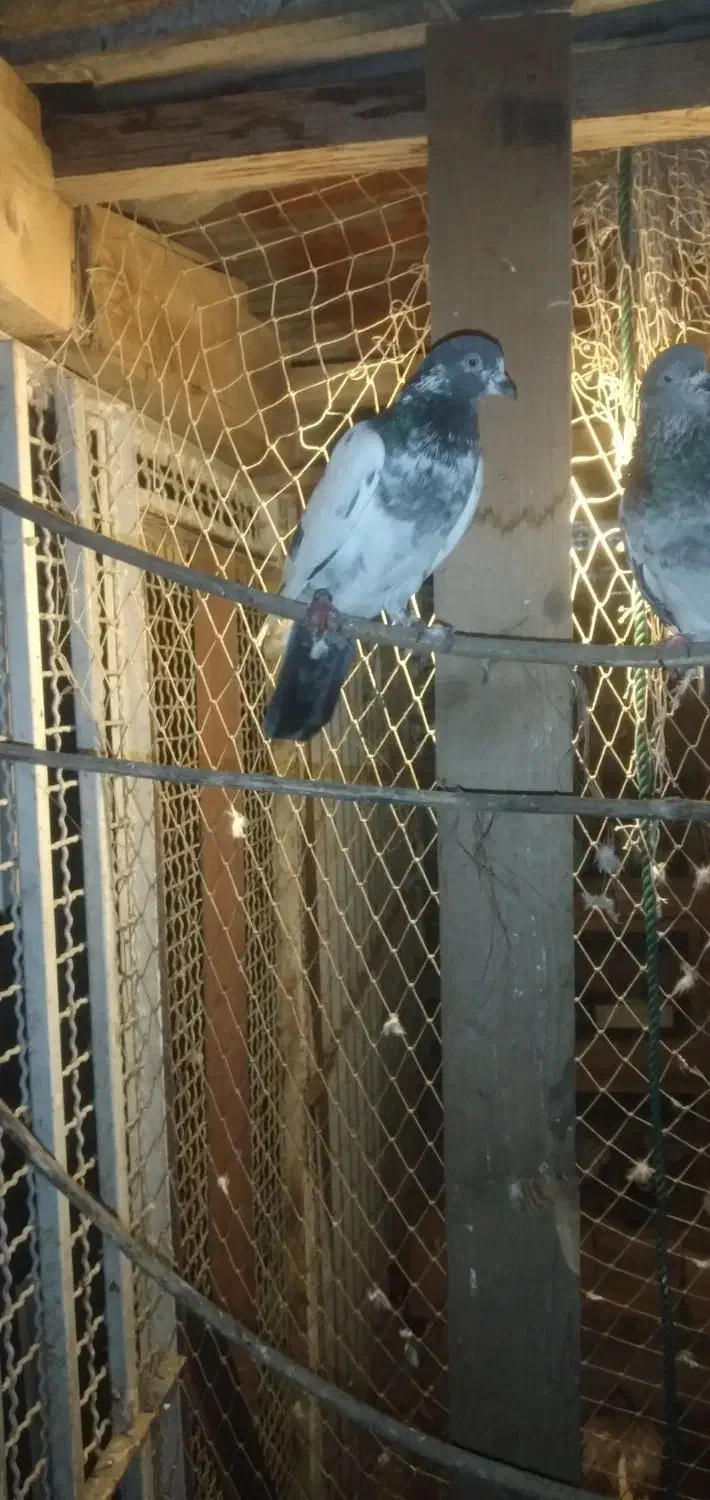 کبوتر پاکستانی|پرنده|بندر انزلی, پرستار|دیوار