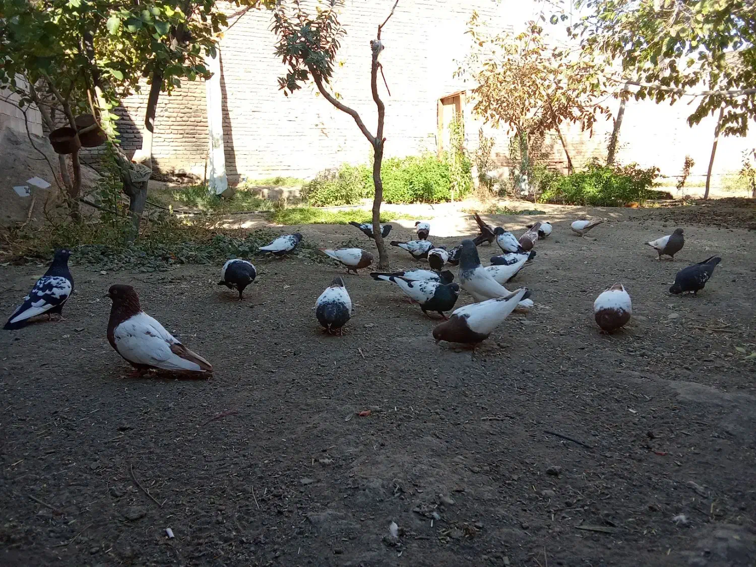 کبوتر سینه ای|پرنده|آذرشهر, |دیوار